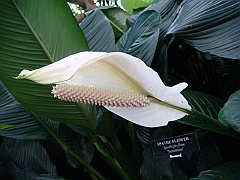 361 Longwood Gardens [2008 August 23]